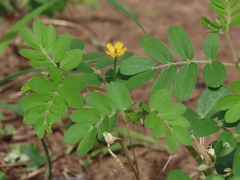 Tribulus terrestris