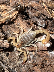 Paruroctonus silvestrii