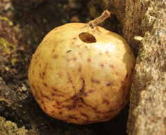 Amphibolips quercusinanis