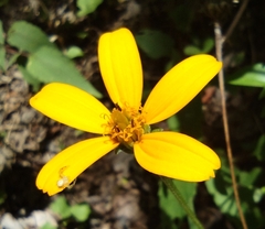 Heliopsis helianthoides