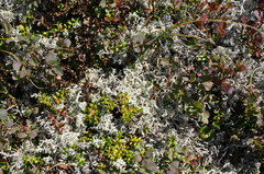 Cladonia rangiferina