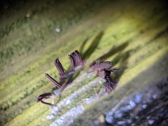 Stemonitis