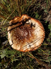 Amanita pantherina
