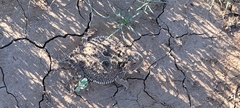 Phrynosoma hernandesi