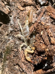 Paruroctonus silvestrii