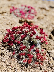 Eriogonum ovalifolium