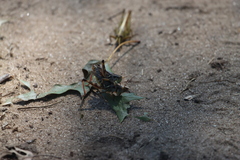 Melanoplus fasciatus