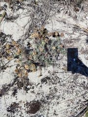 Helichrysum italicum