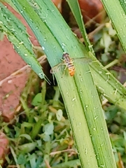 Toxomerus marginatus