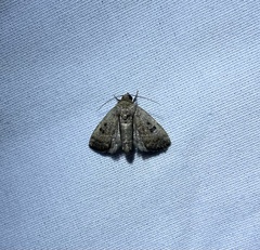 Noctuoidea