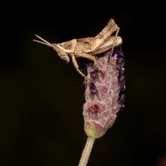 Sphenarium purpurascens
