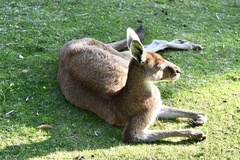 Macropus fuliginosus