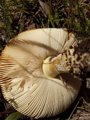 Amanita pantherina