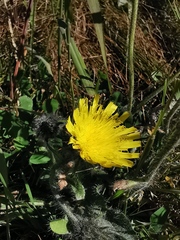 Pilosella officinarum