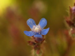 Anchusa
