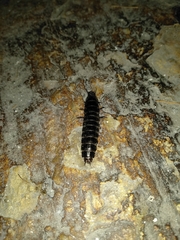 Coleoptera