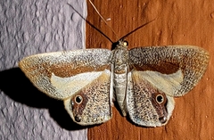 Opisthoxia