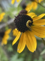 Eupithecia miserulata