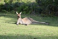Macropus fuliginosus