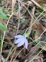 Caladenia catenata