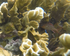 Neoniphon vexillarium