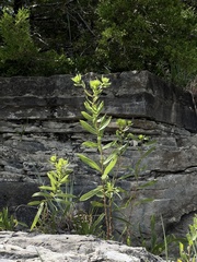 Grindelia lanceolata