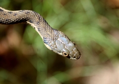 Thamnophis hammondii