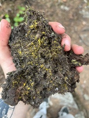 Chrysothrix candelaris