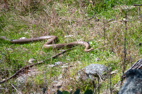 Eastern Brown Snake sighting