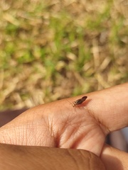 Hemiptera