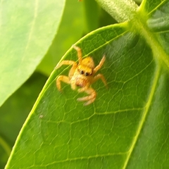 Carrhotus viduus