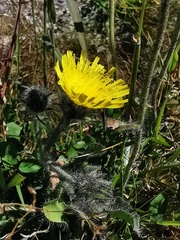 Pilosella officinarum