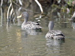 Anas undulata undulata