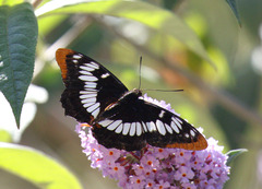 Limenitis lorquini