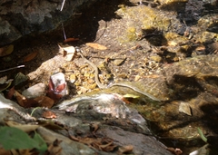 Thamnophis hammondii