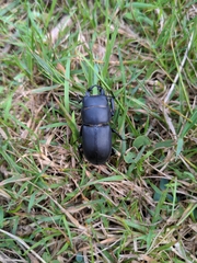Dorcus parallelipipedus