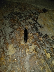 Coleoptera