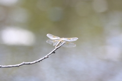 Sympetrum flaveolum