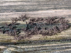 Stemonitis