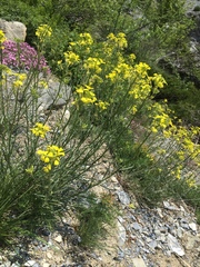 Erysimum rhaeticum