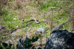 Pseudonaja textilis