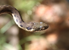 Thamnophis hammondii
