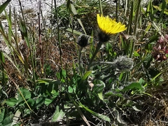 Pilosella officinarum