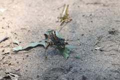 Melanoplus fasciatus