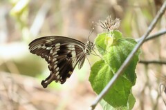 Papilio constantinus