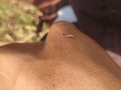 Hemiptera