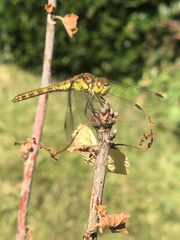 Sympetrum striolatum