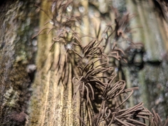 Stemonitis