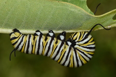 Danaus plexippus