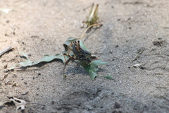 Melanoplus fasciatus
